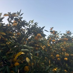 柚子①②の画像