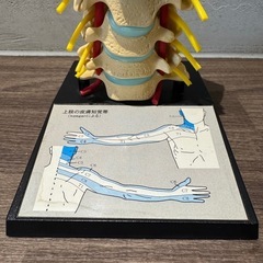 人体模型 頚椎 頸椎模型 神経・血管・台座解説図付き 医学 整体 カイロプラクティックの画像