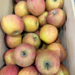 さんふじ　１個　100円の画像