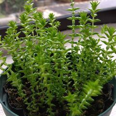 多肉植物　若緑の画像