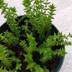 多肉植物　若緑の画像