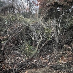 焚き火、薪、バーベキューにの画像