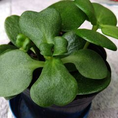 多肉植物　クラッスラ　鳴門の画像