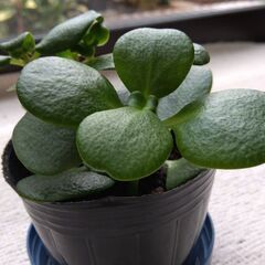 多肉植物　クラッスラ　鳴門の画像