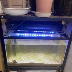 ６０㎝水槽　と　６０㎝水槽台　と上部フィルターの画像