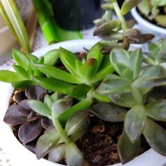 多肉植物　3種寄せ植えの画像