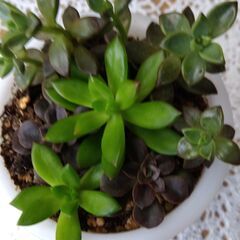 多肉植物　3種寄せ植えの画像