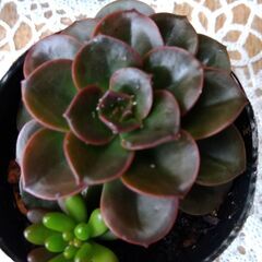 多肉植物　２種寄せ植えの画像