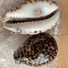 フラ楽器の画像