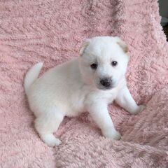 生後１ヶ月ベニーちゃん里親募集