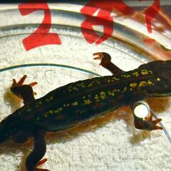 【送料無料】シリケンイモリ　高グレード　1頭　（沖縄産）の画像