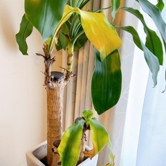 【無料】植栽の画像