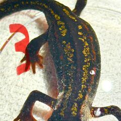 【送料無料】シリケンイモリ　高グレード　1頭　（沖縄産）の画像