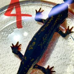 【送料無料】シリケンイモリ　高グレード　1頭　（沖縄産）の画像