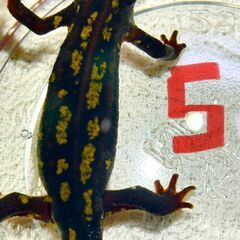 【送料無料】シリケンイモリ　高グレード　1頭　（沖縄産）の画像