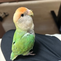 コザクラインコオス