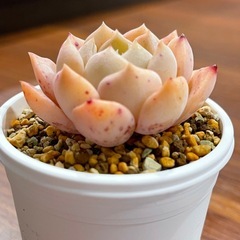 多肉植物　札落ち　抜き苗の画像