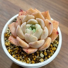 多肉植物　札落ち　抜き苗の画像
