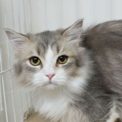 6ヶ月短足ミヌエット♂【里親募集】