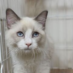 4ヶ月ラグドール♂【里親募集】