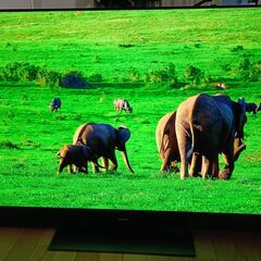 無料配送 美品 2019年 55V型 PanasonicVIERA 4K有機ELテレビ TH-55GZ2000 HDR10 Youtube NETFLIX 多機能リモコン(325)の画像