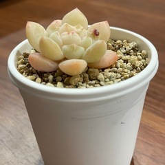 多肉植物　札落ち　抜き苗の画像