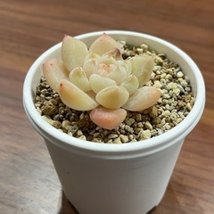 多肉植物　札落ち　抜き苗の画像