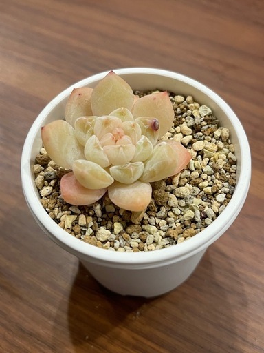 多肉植物札落ち抜き苗 (nyan) 日宇のその他の中古あげます・譲ります