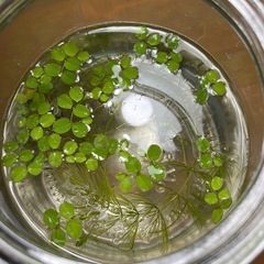 めだか　10匹の画像