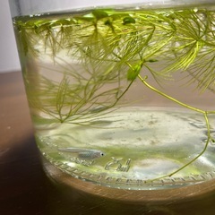 めだか　10匹の画像