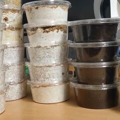 【幼虫】タランドゥスオオツヤクワガタの画像