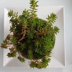 🌱セダム～ミニサイズ🌱2512-3の画像