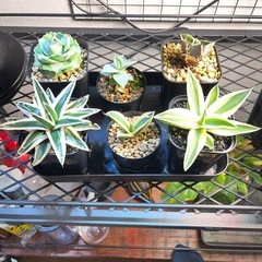 アガベ　　の画像