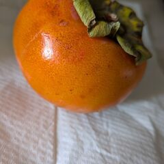 柿　富有柿　大阪産　無農薬　大量にあります。の画像