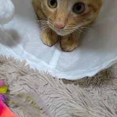 イケメン茶トラ君