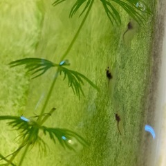 《格安！》ミックスメダカ16匹＋ミナミヌマエビ5匹（ピンクサファイア&紅白ラメ）必ず商品説明を読んでお問い合わせくださいの画像