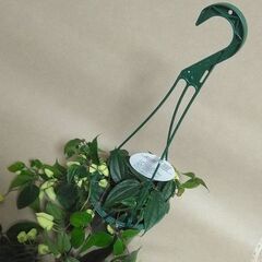 冬咲きクレマチス アンスンエンシス 蕾たっぷり 5号吊り鉢の画像