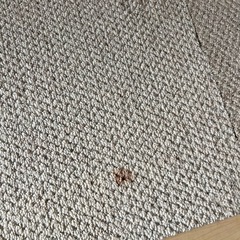 洗えるカーペット　　　１枚〜の画像