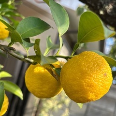 柿5〜10個・柚子3〜5個の画像