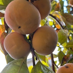 柿5〜10個・柚子3〜5個の画像