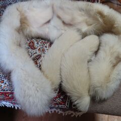 ショール　ブルーフォックス　成人式の画像