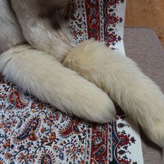 ショール　ブルーフォックス　成人式の画像