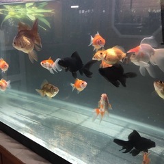 金魚の稚魚　20匹の画像