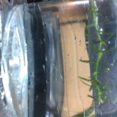 金魚の稚魚　20匹の画像