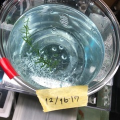 金魚の稚魚　20匹の画像