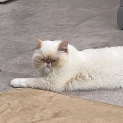 エキゾチックショートヘア