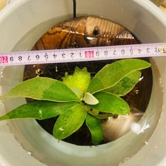 ビカクシダ ヴィーチー Platycerium veitchiiの画像