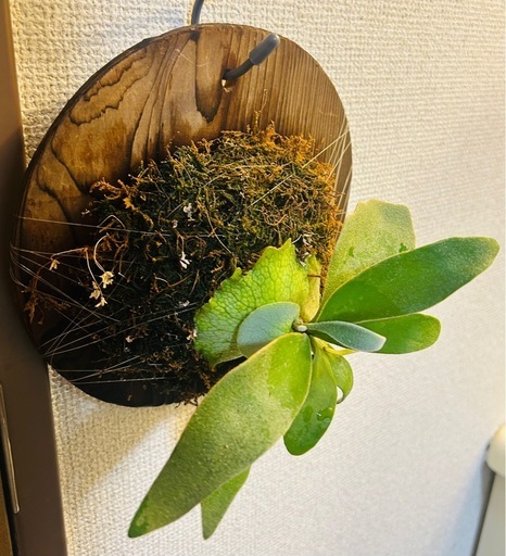 ビカクシダ ヴィーチー Platycerium veitchii