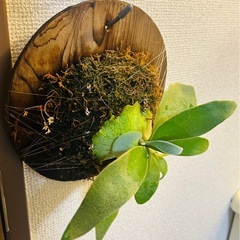 ビカクシダ ヴィーチー Platycerium veitchiiの画像