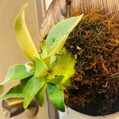 ビカクシダ ヴィーチー Platycerium veitchiiの画像